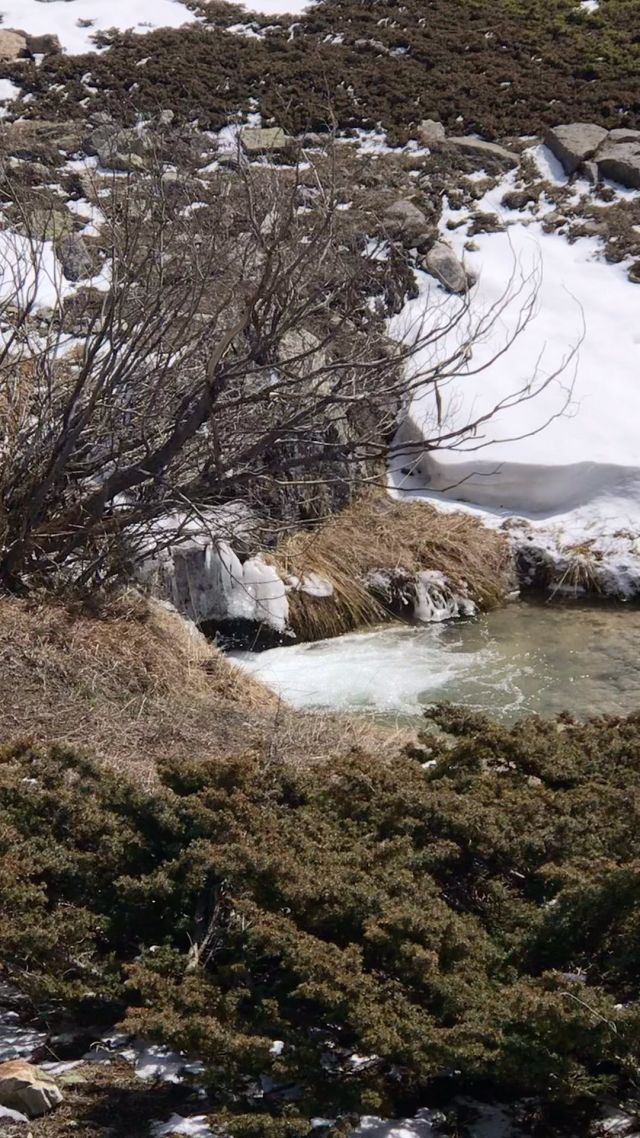 Entre l’hiver et le printemps. Il fait toujours beau en montagne quelque soit la saison, ou l’entre saison! In between winter and spring. It’s always pretty in the mountains whatever the season, or the in between s.
#winterspring #mountains #snowmelt #montagne #nevache #fontedesneiges #intersaison #inbetween #alpes #alps #vallon